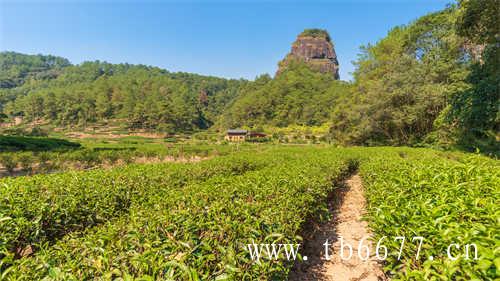 福建福鼎白毫银针多少钱一斤