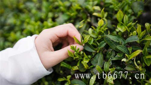 全国各省产茶名录(一)