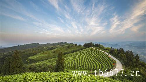 白茶中最具山野味道的茶寿眉