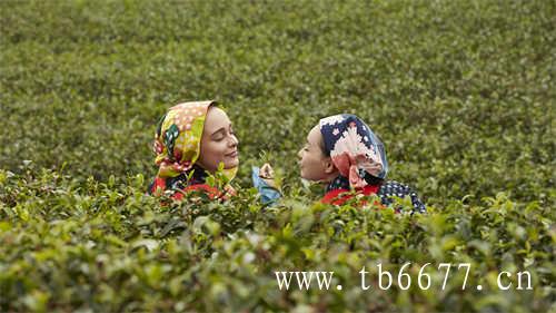 福鼎白茶重回国际市场