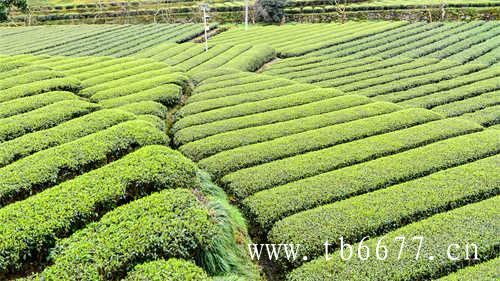 极边乌龙茶腾冲高山