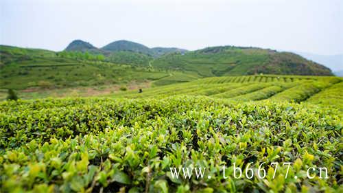 极边乌龙茶腾冲高山