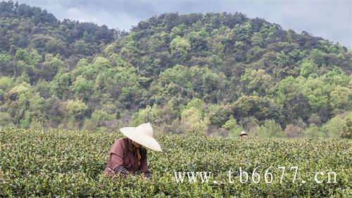 新茶什么时候压饼最好