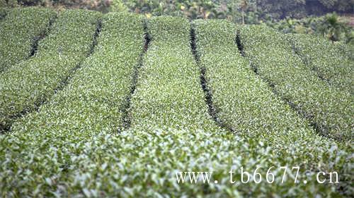 芽芽茶语茶芽知多少