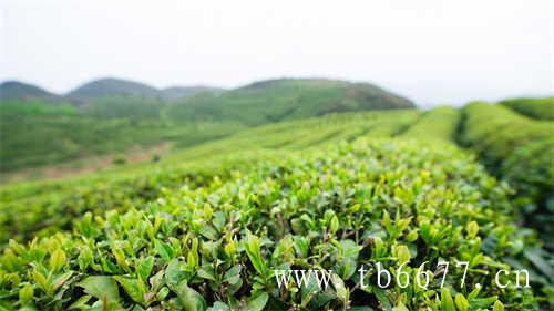 煮白茶饼先学会撬茶