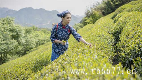 水果茶没喝过的一定去喝