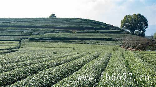 冲泡冲泡乌龙茶的注水方式