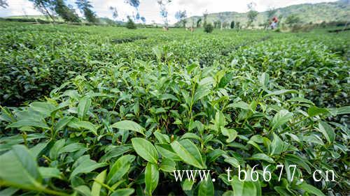 一茗知白茶好茶会回甘