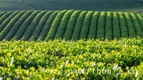 2018年福鼎白茶产量3.37万吨