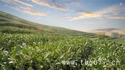 2018年中国茶叶出口总额增长3.7%