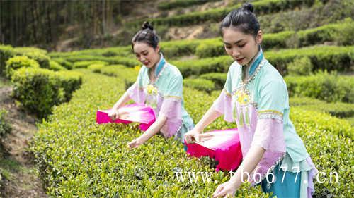 夏末好茶好器推荐