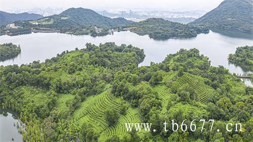 台湾乌龙茶哪个牌子好