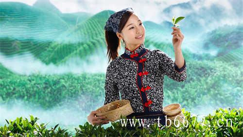 春天的味道春茶