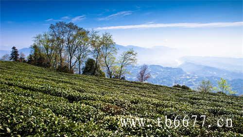 乌龙茶枸杞