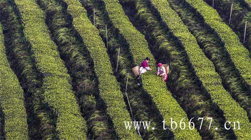中国十大茶叶品牌你知道几个