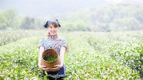 寿眉白茶主产地