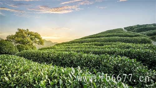 福建白茶的产区