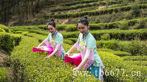 白茶的颜色决定了茶叶的品质