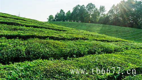 寿眉是白茶中低端茶吗