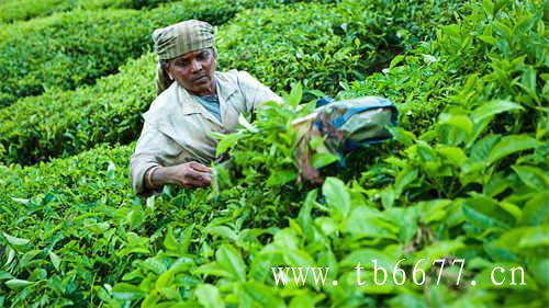 凤凰单丛茶产业发展方向清晰