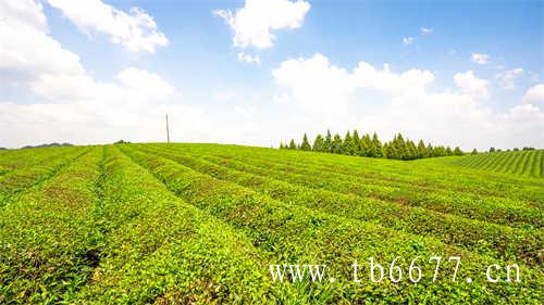 福鼎寿眉白茶饼