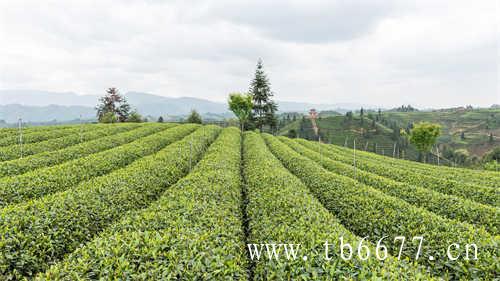 好的乌龙茶品牌