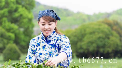 福鼎天字号茶仓白茶饼黄茶