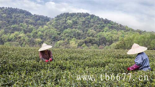 武夷岩茶中国传统名茶