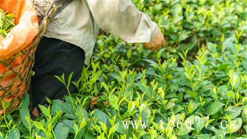 福建省有哪些好喝的茶品牌