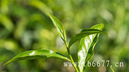 茶物志国风奶茶打造茶小志ip形象