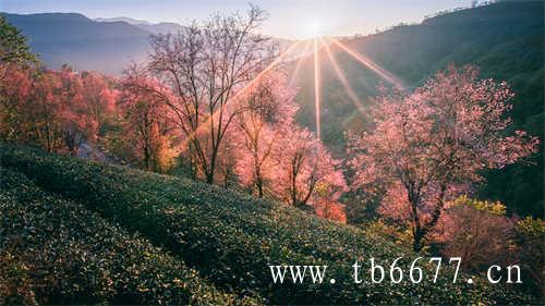 徐家野生白茶高山基地