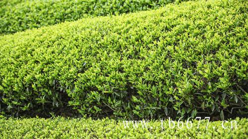 寿眉茶饼陈化更快等重的茶叶