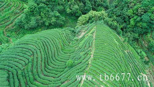 台湾武夷岩茶怎么选