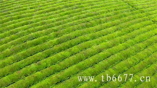 福建广东台湾工夫茶的产地