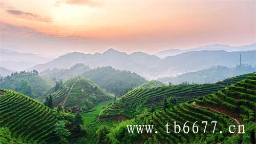 白茶是中国人最早饮用的茶叶