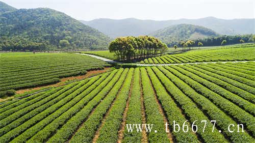 台湾省乌龙茶的基本来源