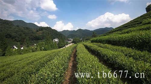 中国白茶第一村就在柏柳村