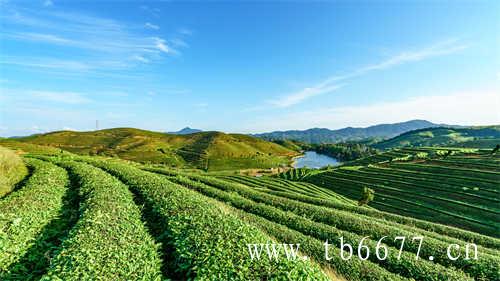 现在中国普洱茶十大品牌