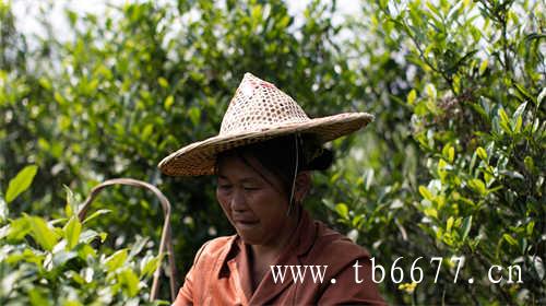 散茶好还是紧压饼茶好