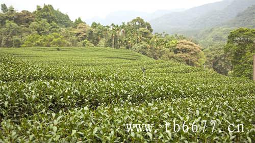 云南月光白是普洱茶中的特色茶