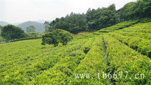 有枣香但颜色黄褐是不是做旧茶