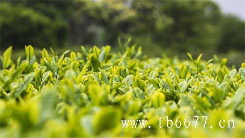 日韩市场无糖植物茶开花了