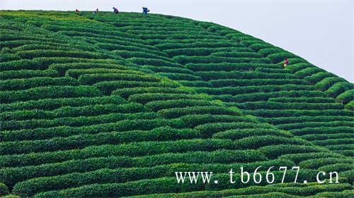 台湾的乌龙茶有哪些种类