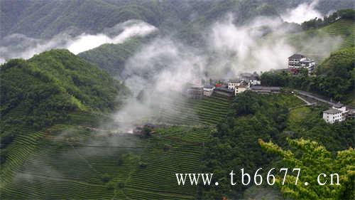 白茶牡丹王与白牡丹茶的区别