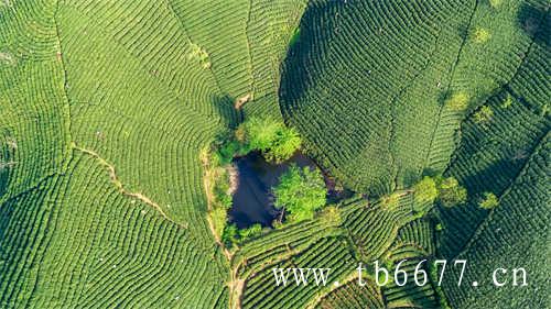 怡臻原研学栏目茶区研学