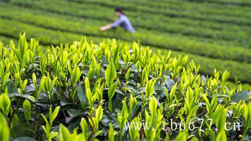 秋季喝什么茶最养生