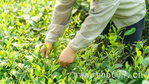 贡眉茶的价格决定因素