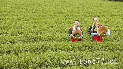 喝黑茶的人是怎样看待茶界的