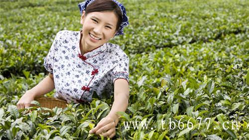 蜜桃乌龙茶夏日必备神器