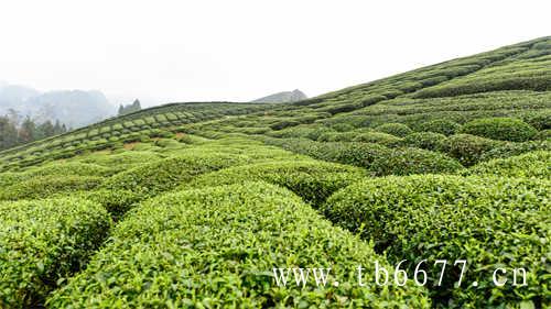 腾冲高山极边乌龙茶